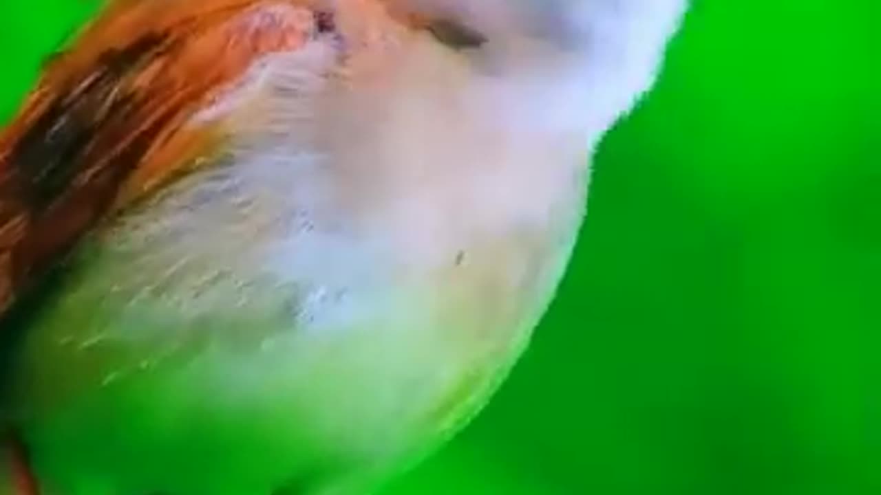 Bird_s__videos__