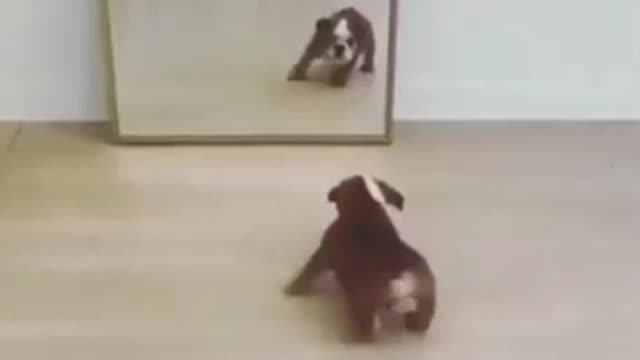 Cute Puppy in the Mirror Gets Confused