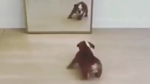 Cute Puppy in the Mirror Gets Confused