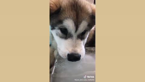 Husky tiktok compilation