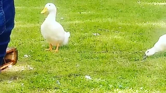 2 Pekins, a Rouen & a Welch Harlequin go into a watering hole & only Little Willow is ready to drink