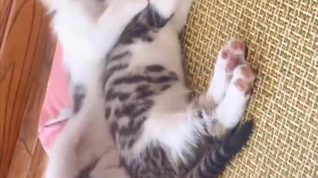 "A Bond Unbreakable: The Heartwarming Love Between a Mother Cat and Her Adorable Kitten"