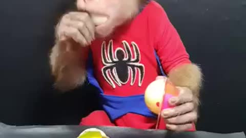 This monkey eats like a human being