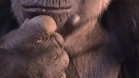 Just making sure the coast is clear before tucking in to her pomegranate #gorilla #asmr