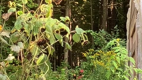 Oriole (or Pine Warbler) on Sunflower 🌻