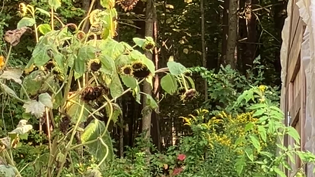 Oriole (or Pine Warbler) on Sunflower 🌻