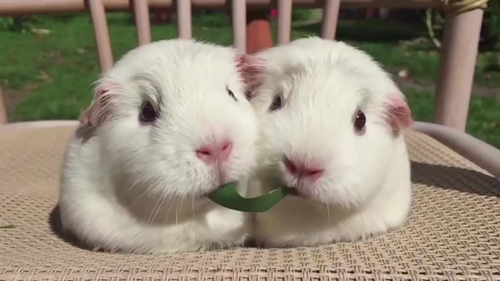 Two cute little rabbits, so cute