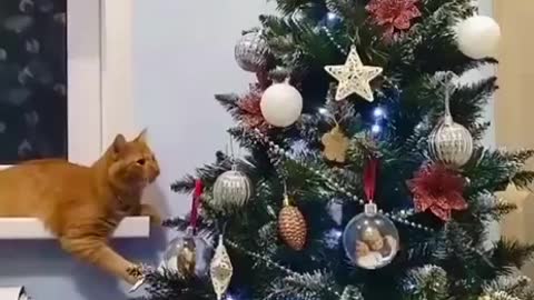 Cats and Christmas trees