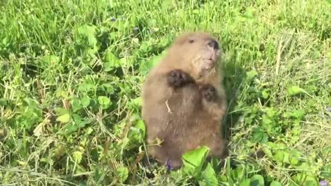 Meet Beatrice, the adorable orphan baby beaver rescued in Kentucky