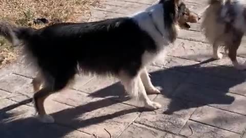 Micah adores deaf and blind Bits but he doesn’t why she won’t chase him - Funny Dog