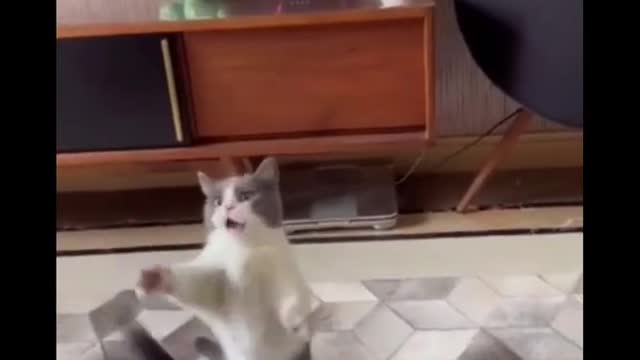 You will be stunned to see the cat dance