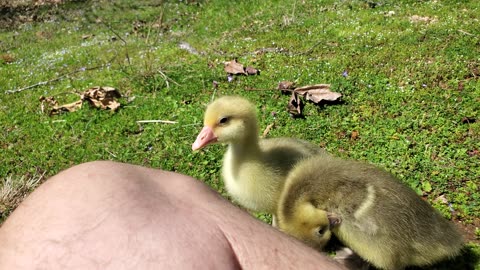 My new cotton patch goslings