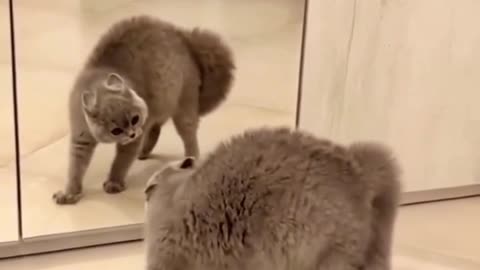 Confused cat