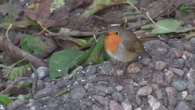 Robin Bird - wildlife