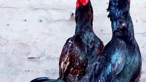 Beautiful young rooster