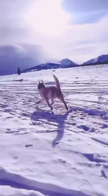 Perfect weather for a Husky 😍😍🙏🙏👍