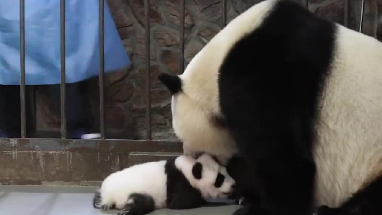 Clips Of Panda Baby And Mom In Every Step Of The Childhood