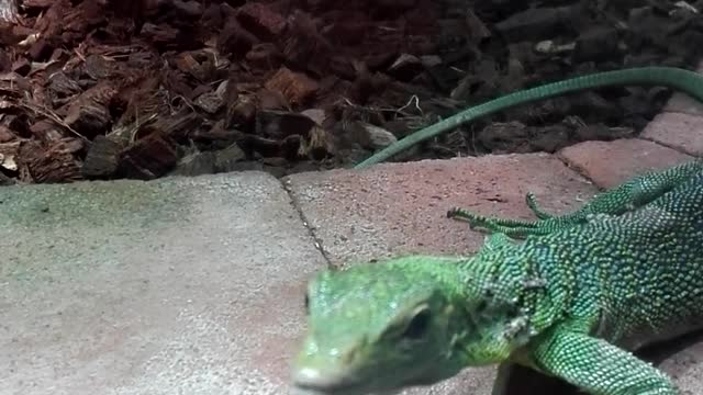 lizard waving