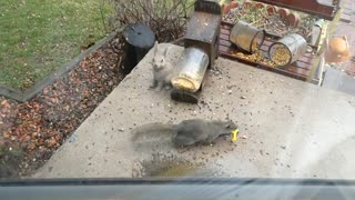 Making Brownie the Squirrel a Grocery Bag for Curbside Pick-Up