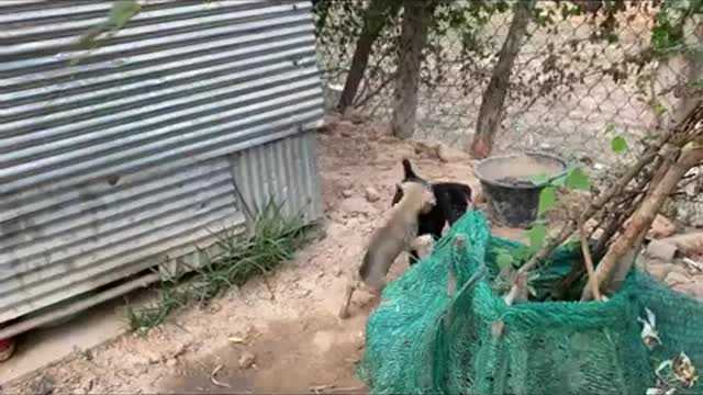 Little Puppy Fight With Chicken & Little Back Guy For Food - little village Pet dog - Cute Animals