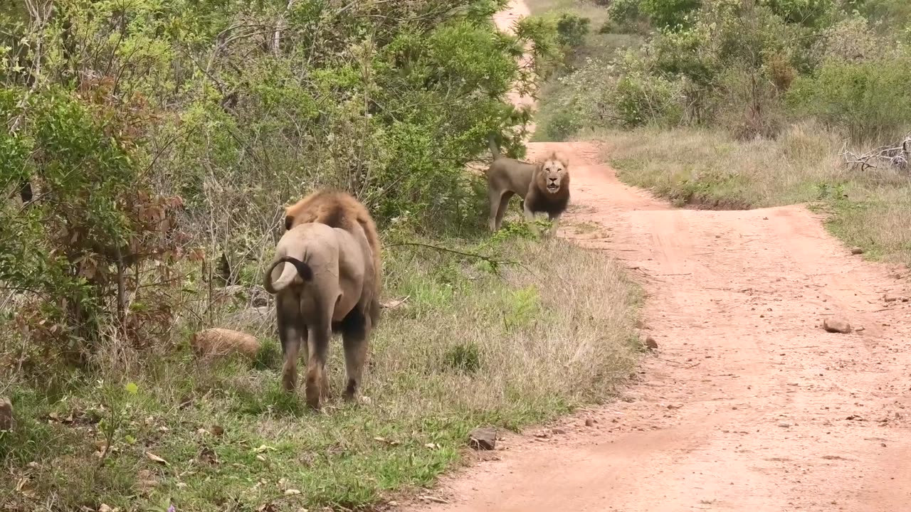 INTENSE Lion Fight 2 vs 1