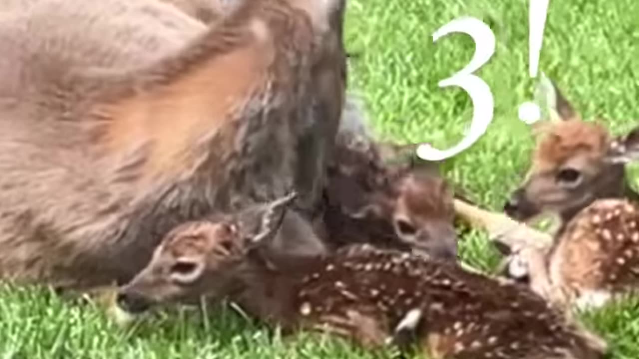 What a strong mama 🥹 🦌