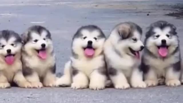 Cute and funny dog 🐶🐶 video 😍😍 #shorts#like