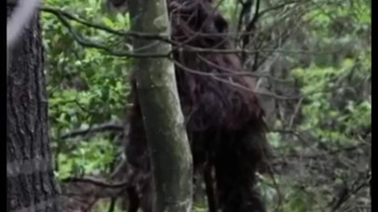 BIG FOOT SIGHTING | IS THAT A BABY ON HER BACK?