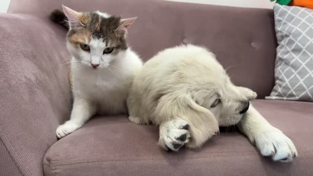 Golden Retriever Puppy tries to make friends with Cats