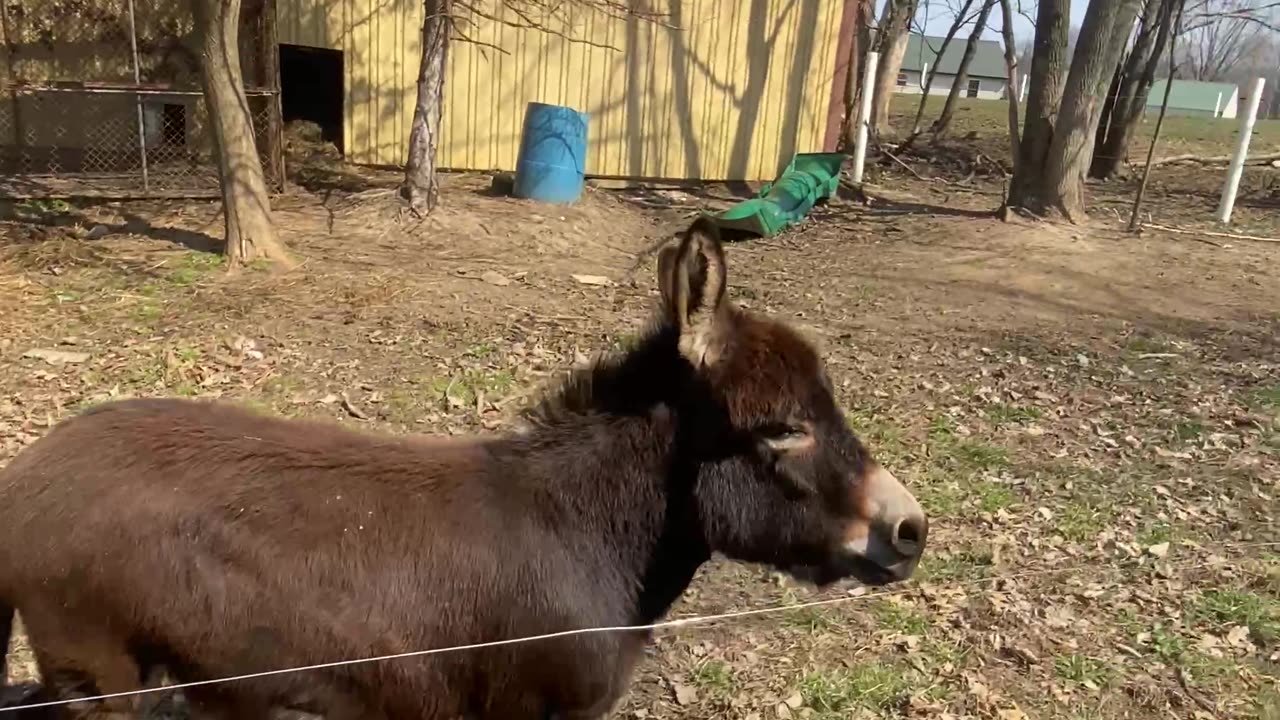 Henry the Donkey Likes to Race