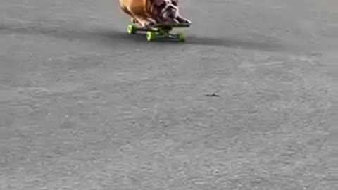 Dog skatin