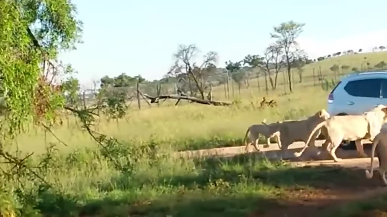 30 Scary Wild Animal Encounters Caught On Camera