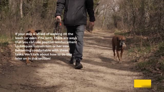 Dogs who bark at or bite people #dog #dogs #puppy #dogstagram #doglover #love #pet #dogs