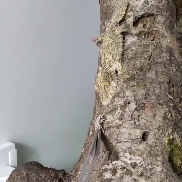 Can you see the Chameleon 🧐🧐