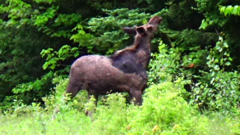 Moose
