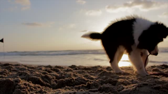 playful puppy at the beach