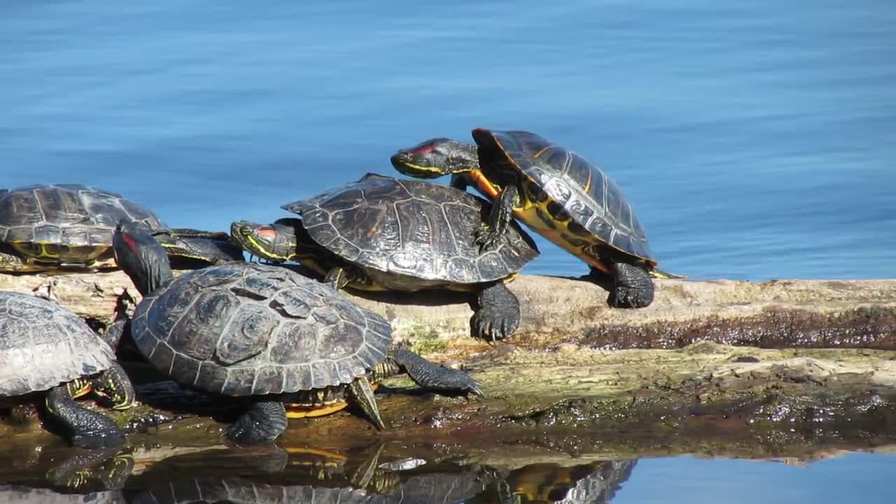 Red-eared Sliders (Pseudemis scripta elegans) sunbathing @ Green Lake, Seattle