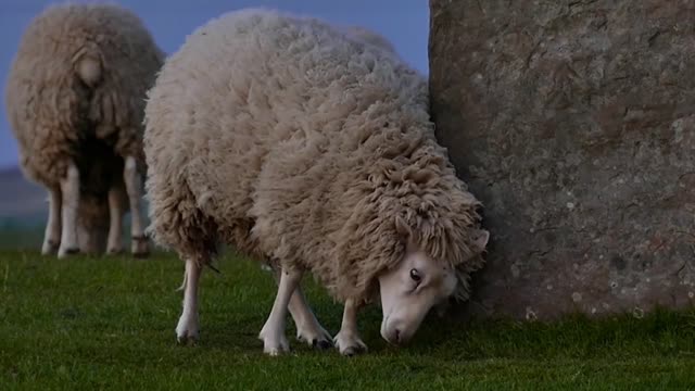 Cute Animals,Sheep, Bird