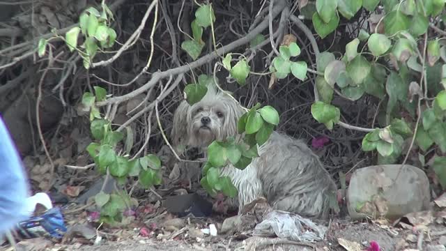 Scared homeless dog tried to bite his rescuers. See what happens next and please share.