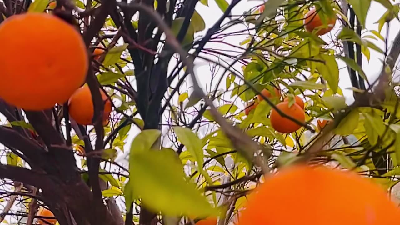 A tree full of juicy oranges