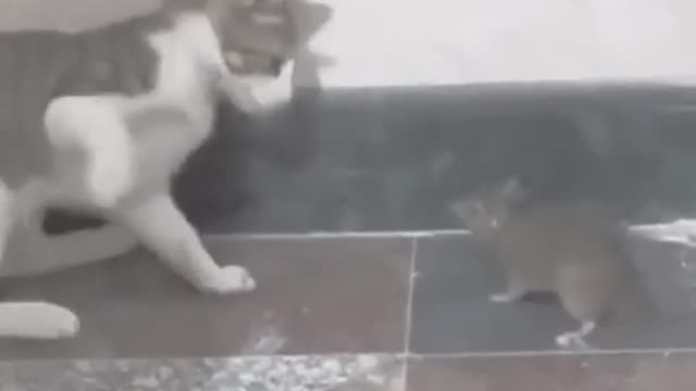 Cat bullies mouse