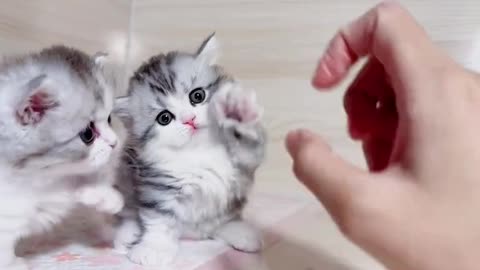 Lovely kitten video