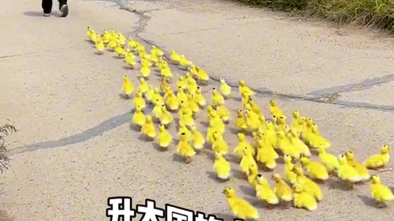 100 Little duck with little kid friend