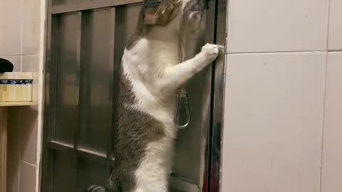 Can this cat open the door?