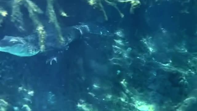 Crocodiles under the water