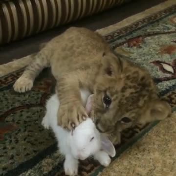 Cachorro de león se hace amigo de un pequeño conejo blanco
