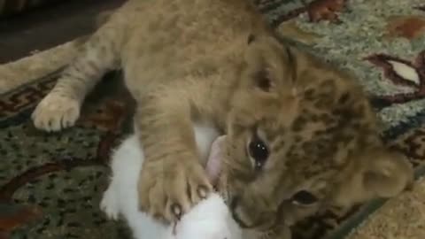 Cachorro de león se hace amigo de un pequeño conejo blanco
