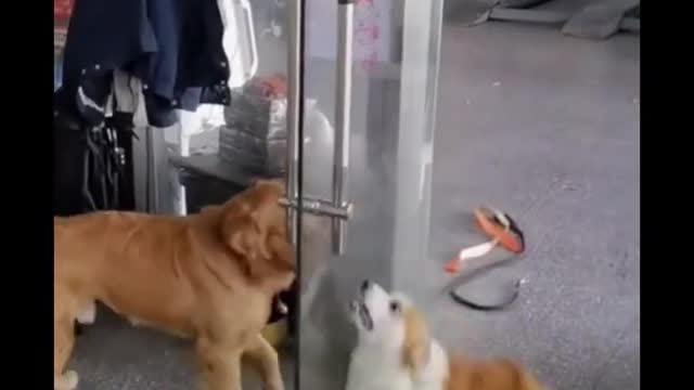 🤣🤣 dog vs Funny cats who will win for crazy award ?🤣🤣