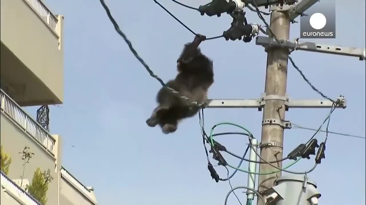 Animals Getting Shocked | Animals Electrocuted By Powerlines Funny