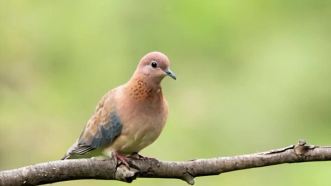 Dove Love Music | English Music | English Song